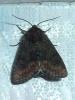 Oligia latruncula